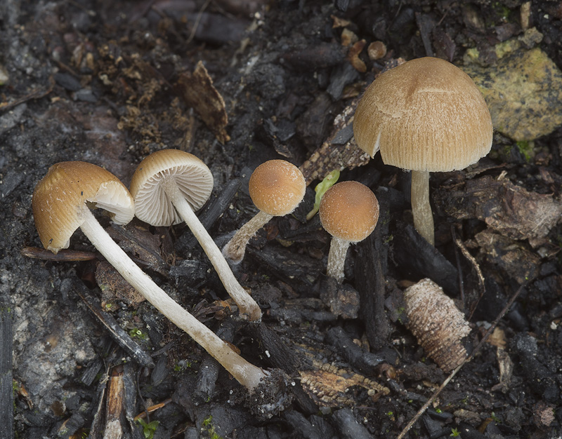 Psathyrella obtusata